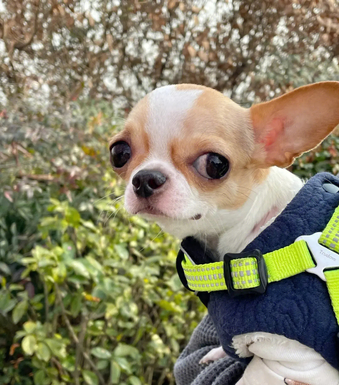 可靠狗網上買的可靠嗎_網上買狗騙局_網上買狗可靠嗎