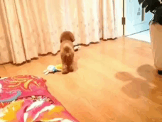 泰迪go_泰迪狗一只多少錢_泰迪狗錢只