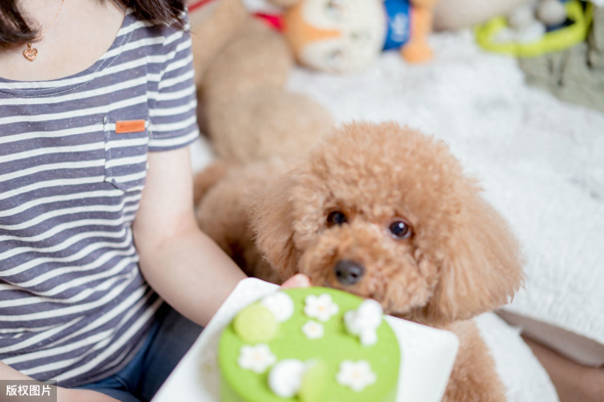 泰迪狗錢只_泰迪go_泰迪狗一只多少錢