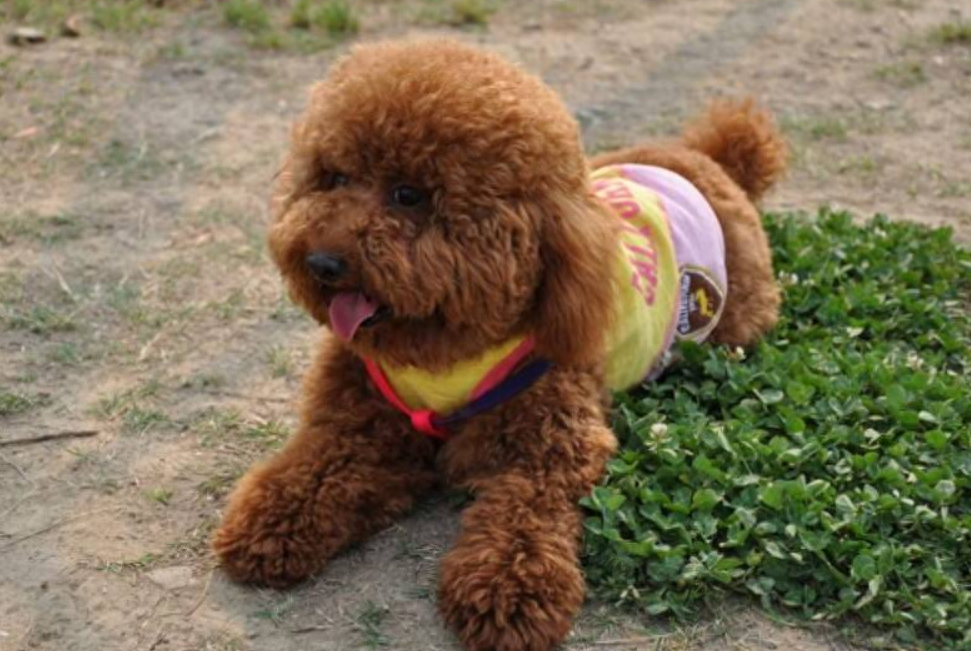 泰迪狗一只多少錢_泰迪go_泰迪狗錢只