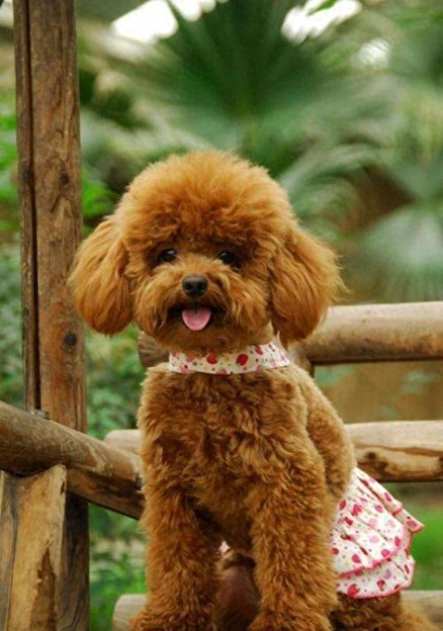 泰迪狗一只多少錢_泰迪dog_teddy泰迪幣