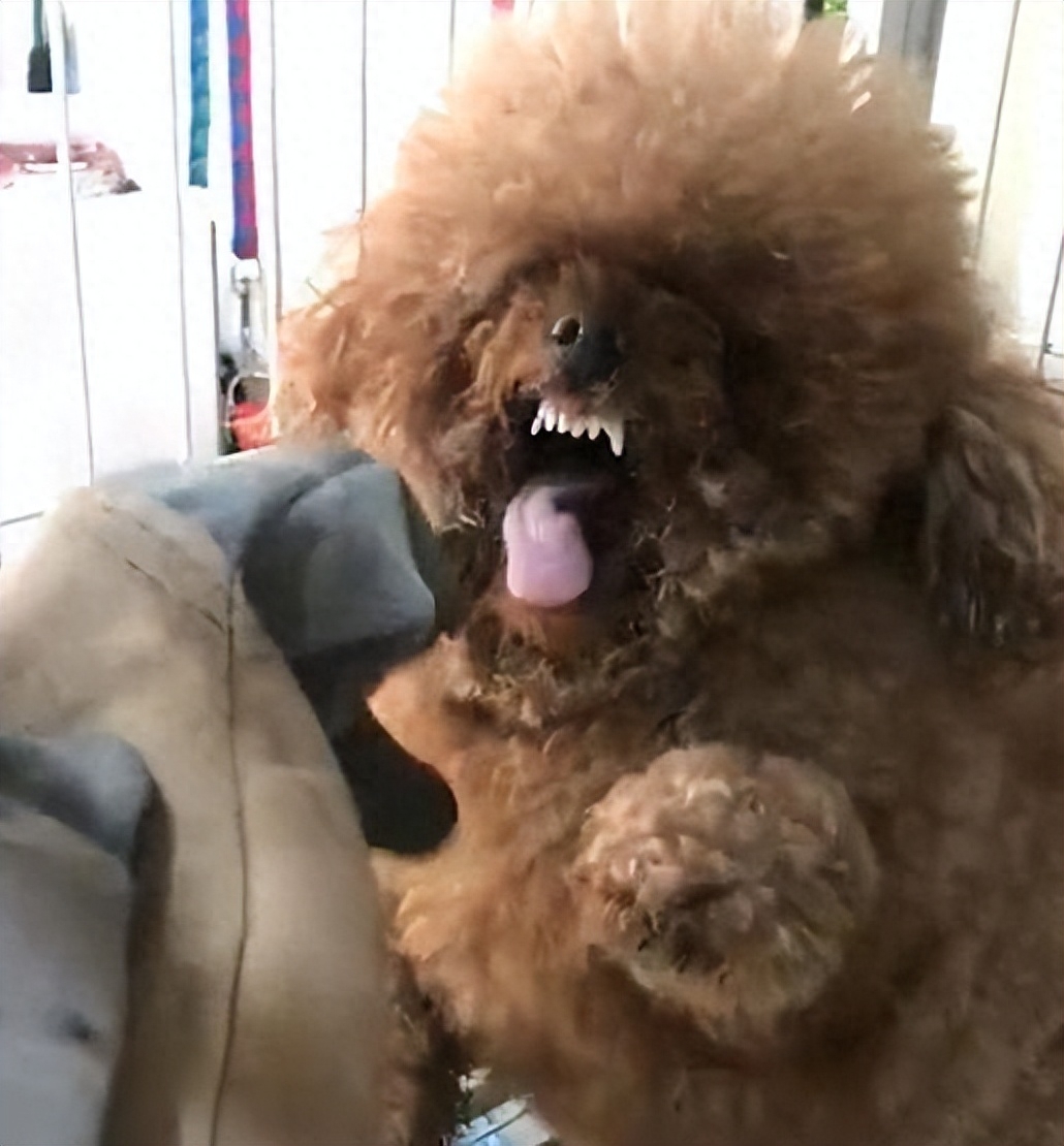 泰迪狗一只多少錢_泰迪dog_teddy泰迪幣