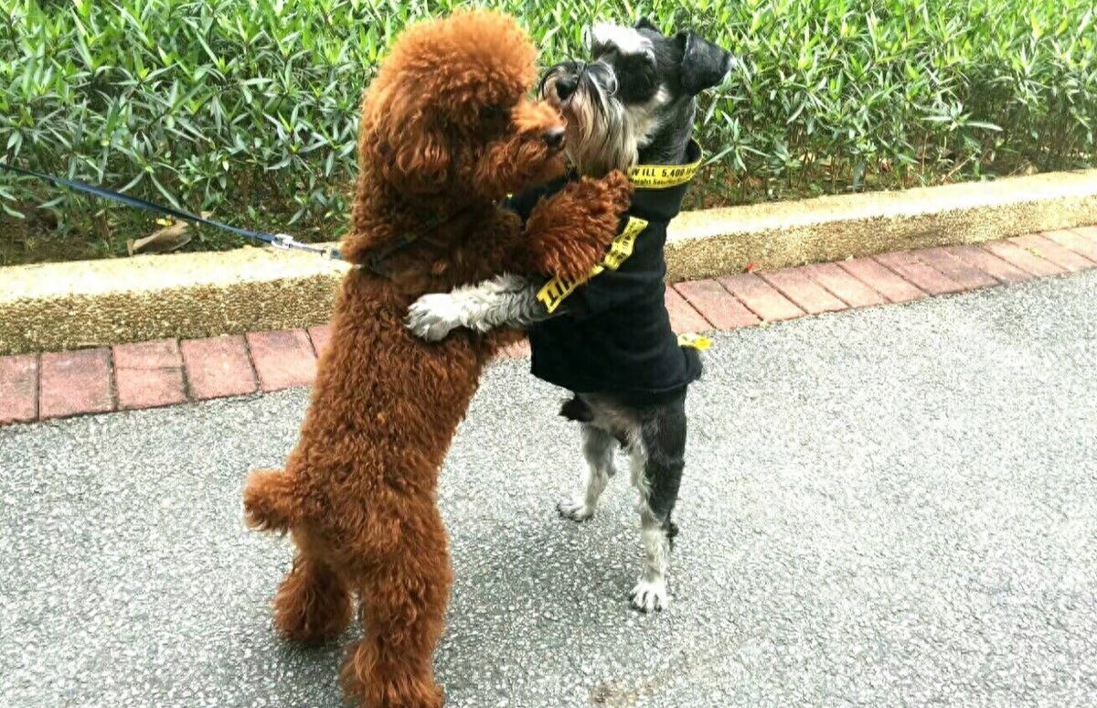 teddy泰迪幣_泰迪dog_泰迪狗一只多少錢