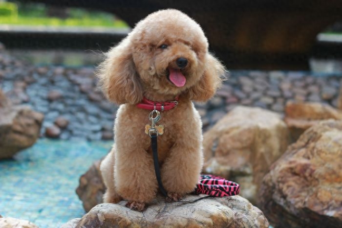 teddy泰迪幣_泰迪dog_泰迪狗一只多少錢