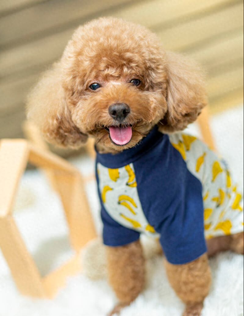 泰迪go_泰迪狗一只多少錢_泰迪狗錢只