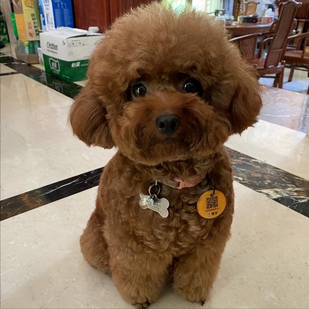 泰迪go_teddy泰迪幣_泰迪狗一只多少錢