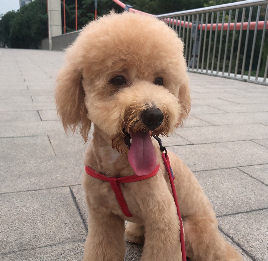 泰迪go_teddy泰迪幣_泰迪狗一只多少錢