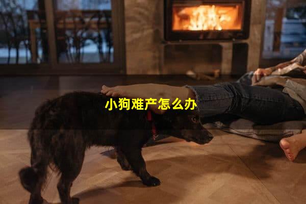 小狗難產怎么辦