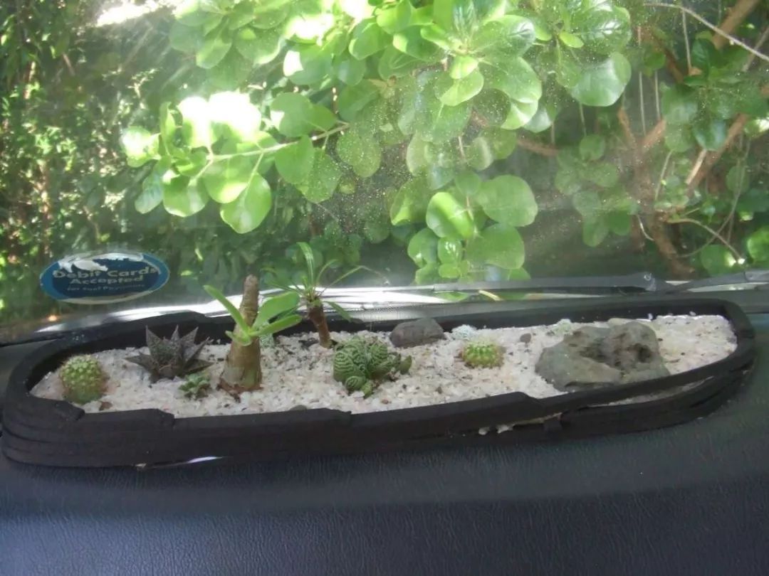 多肉放在車里會不會死_車內種多肉_多肉放車里會悶壞嗎