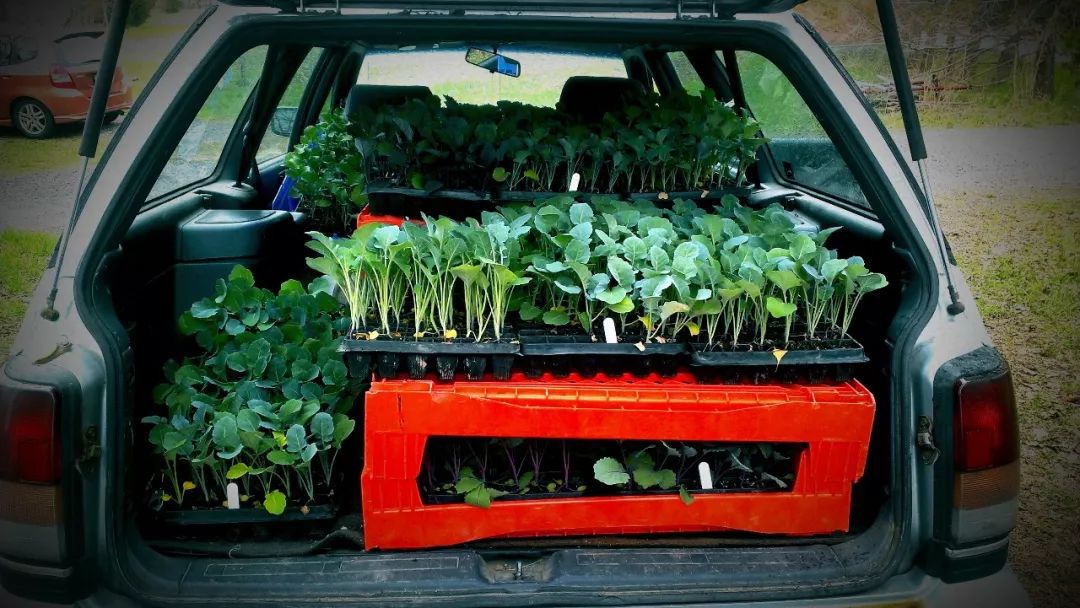 車內種多肉_多肉放車里會悶壞嗎_多肉放在車里會不會死