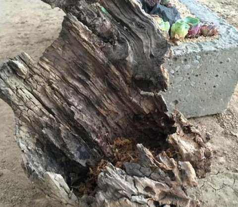 多肉放在車里會不會死_多肉養車里_車內種多肉