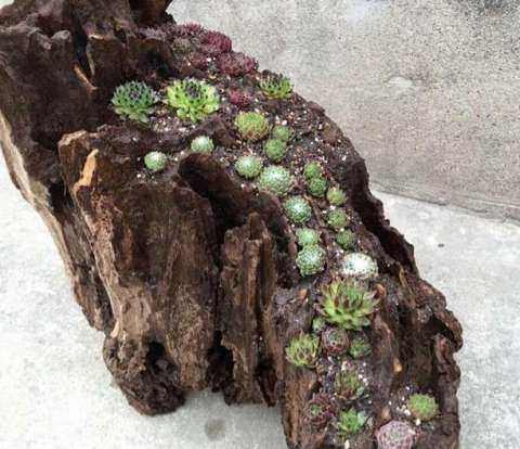 多肉養車里_多肉放在車里會不會死_車內種多肉