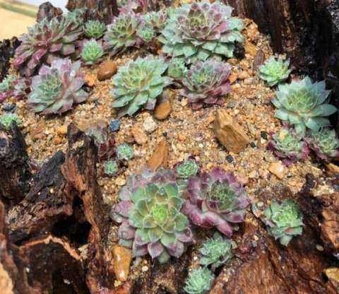 車內種多肉_多肉放在車里會不會死_多肉養車里