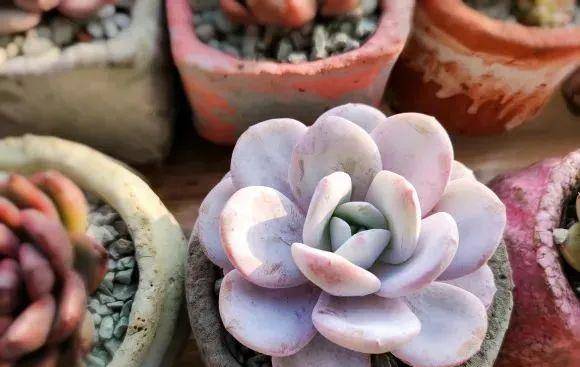 扒一扒和雪蓮有關(guān)的多肉，你養(yǎng)過(guò)哪幾種？