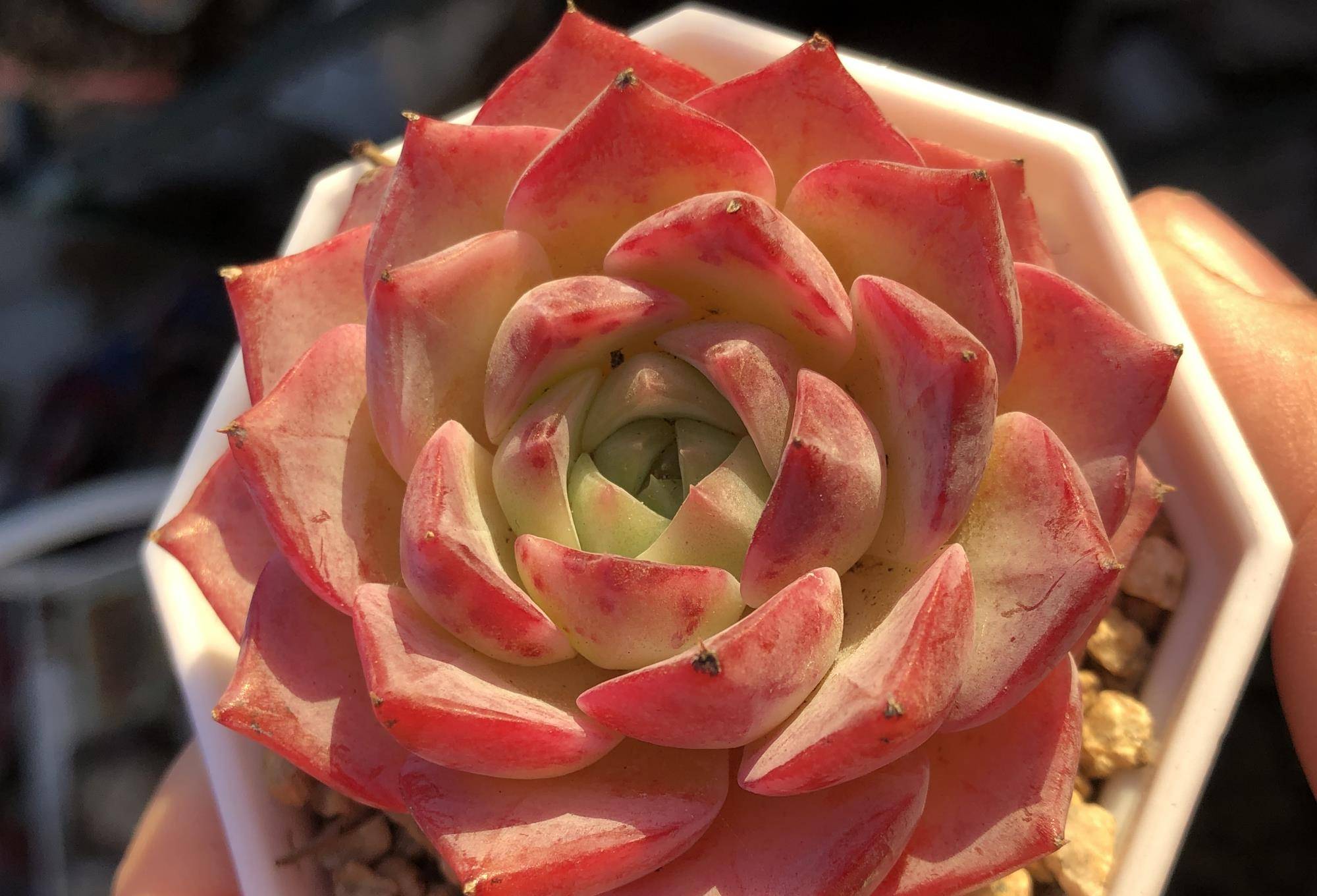 多肉有好多品種_多肉有些什么品種_多肉有幾種品種