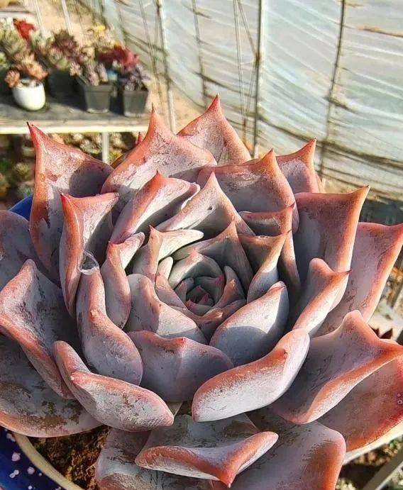 多肉有些什么品種_多肉有好多品種_多肉有幾種品種