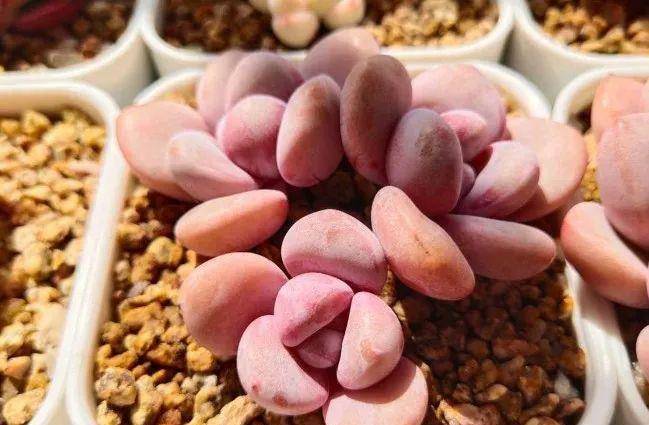 多肉有幾種品種_多肉有些什么品種_多肉有好多品種