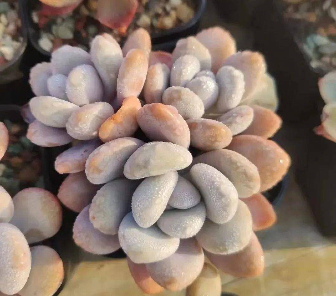 多肉有些什么品種_多肉有好多品種_多肉有幾種品種