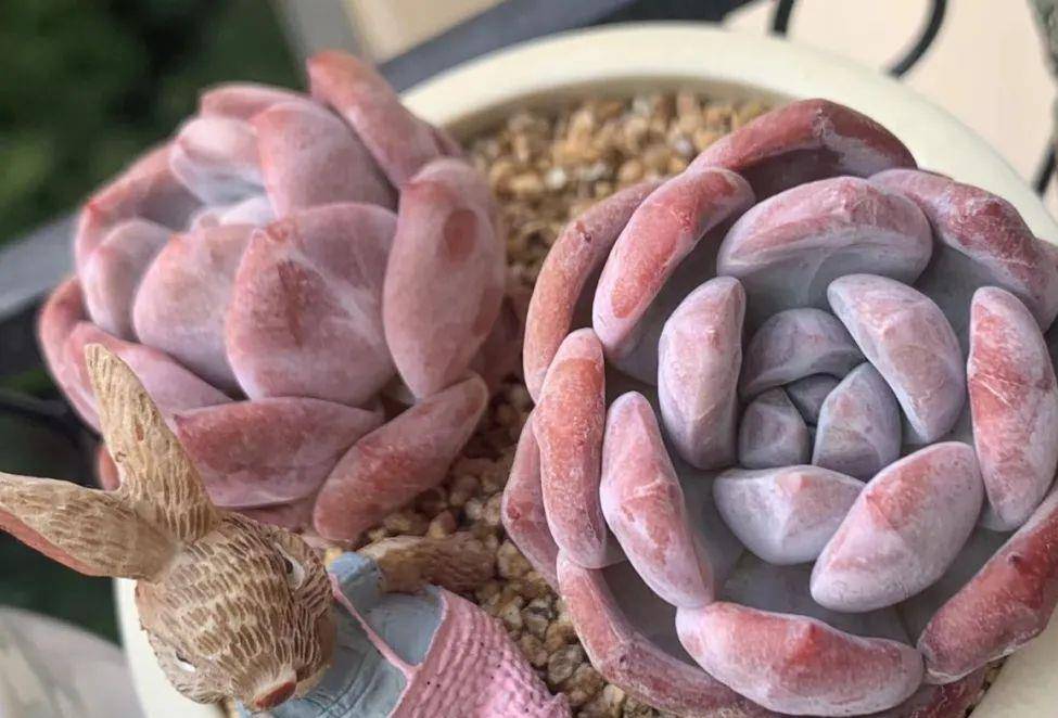 多肉有幾種品種_多肉有好多品種_多肉有些什么品種