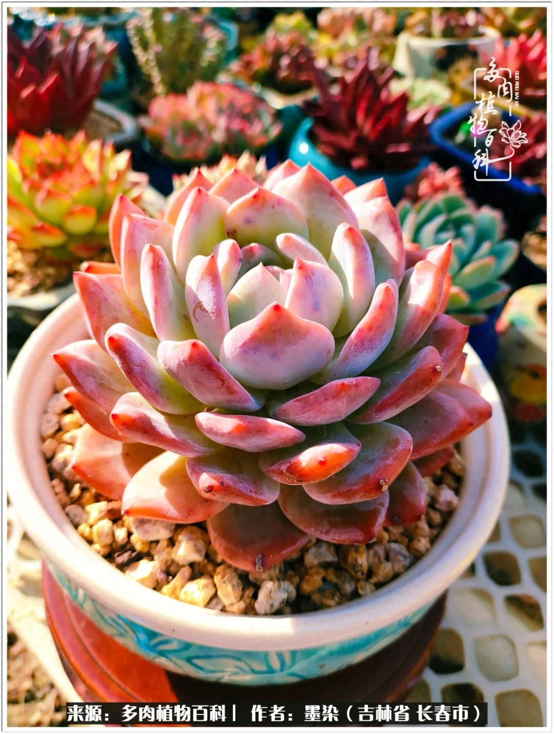 淡雪多肉怎么養_多肉植物淡雪好養嗎_多肉淡雪徒長怎么辦