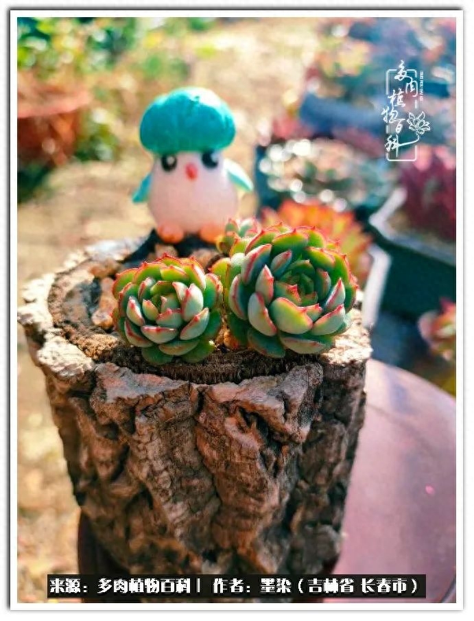 多肉淡雪徒長怎么辦_多肉植物淡雪好養嗎_淡雪多肉怎么養