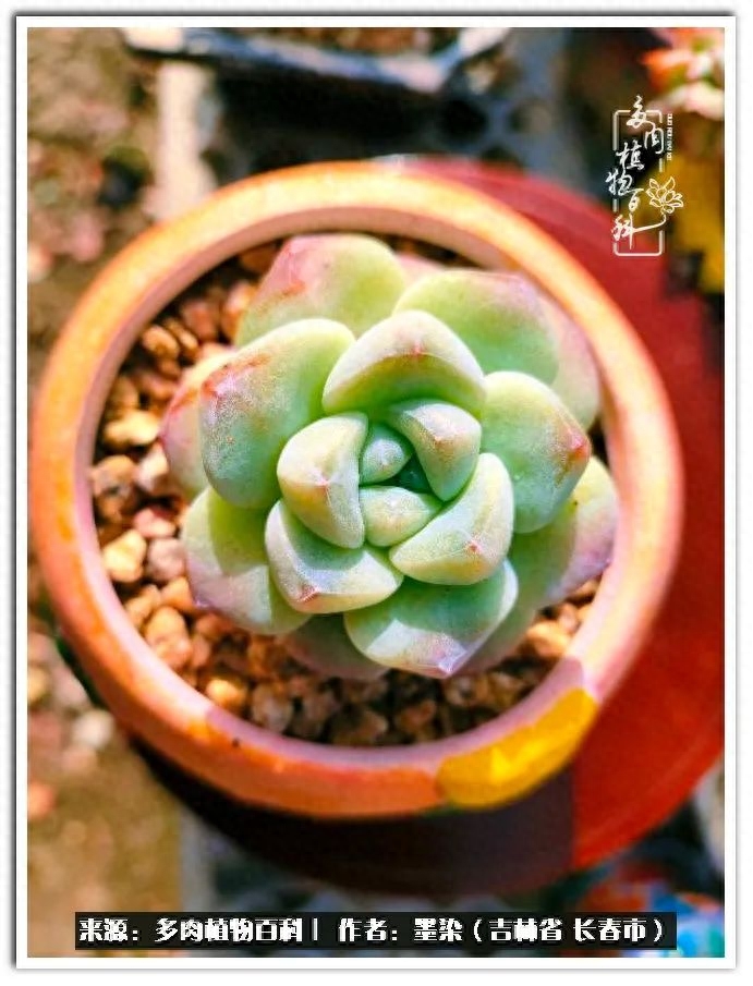 淡雪多肉怎么養_多肉植物淡雪好養嗎_多肉淡雪徒長怎么辦
