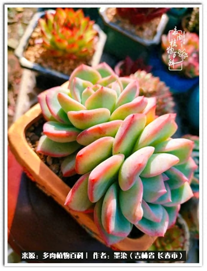 多肉淡雪徒長怎么辦_多肉植物淡雪好養嗎_淡雪多肉怎么養