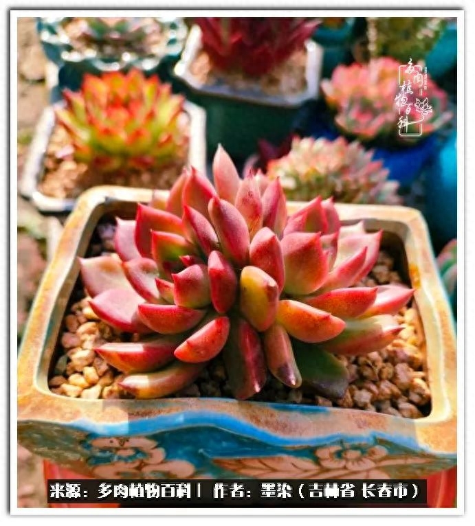 多肉植物淡雪好養嗎_淡雪多肉怎么養_多肉淡雪徒長怎么辦