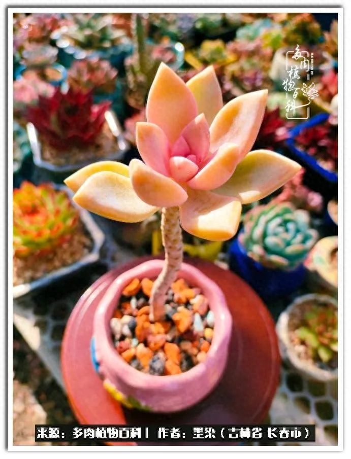 淡雪多肉怎么養_多肉植物淡雪好養嗎_多肉淡雪徒長怎么辦