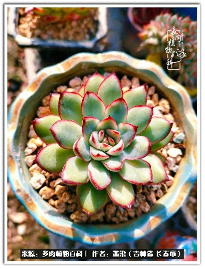 多肉植物淡雪好養嗎_多肉淡雪徒長怎么辦_淡雪多肉怎么養
