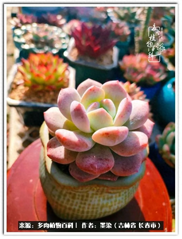 淡雪多肉怎么養_多肉植物淡雪好養嗎_多肉淡雪徒長怎么辦