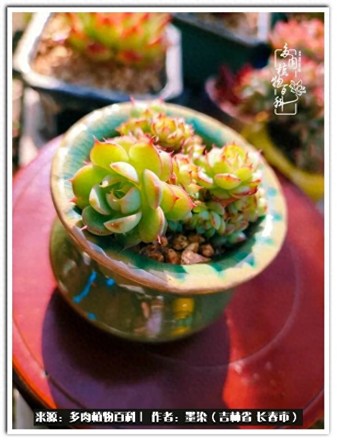 淡雪多肉怎么養_多肉植物淡雪好養嗎_多肉淡雪徒長怎么辦