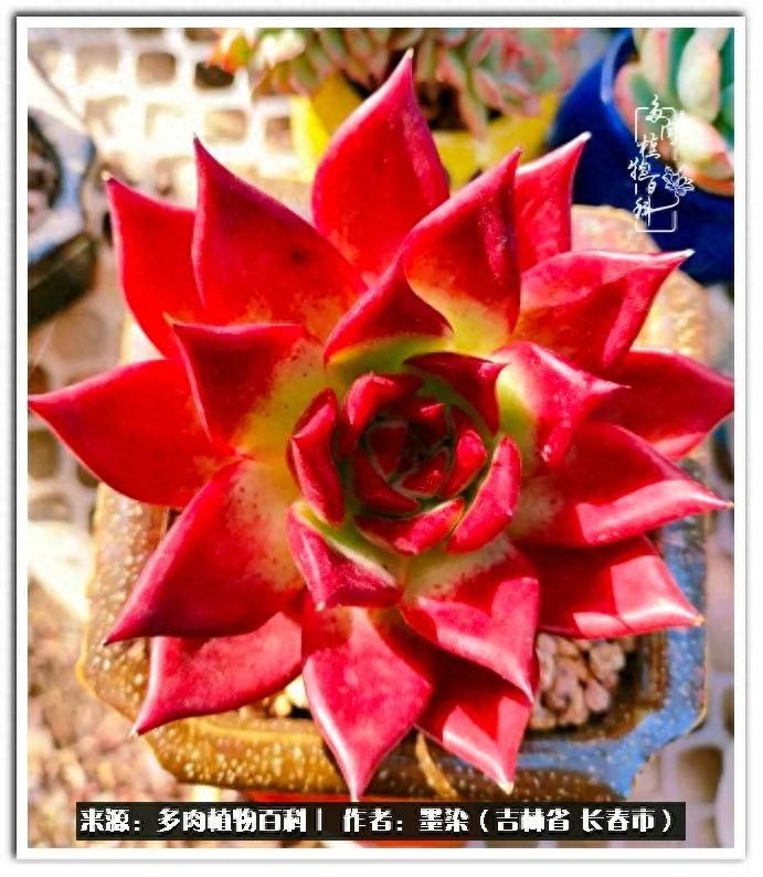 淡雪多肉怎么養_多肉植物淡雪好養嗎_多肉淡雪徒長怎么辦