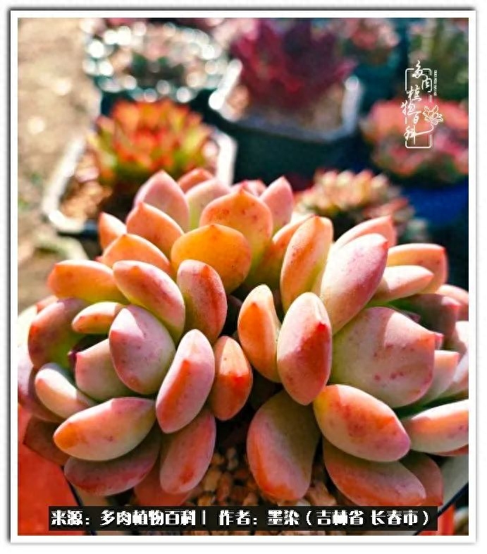 淡雪多肉怎么養_多肉植物淡雪好養嗎_多肉淡雪徒長怎么辦