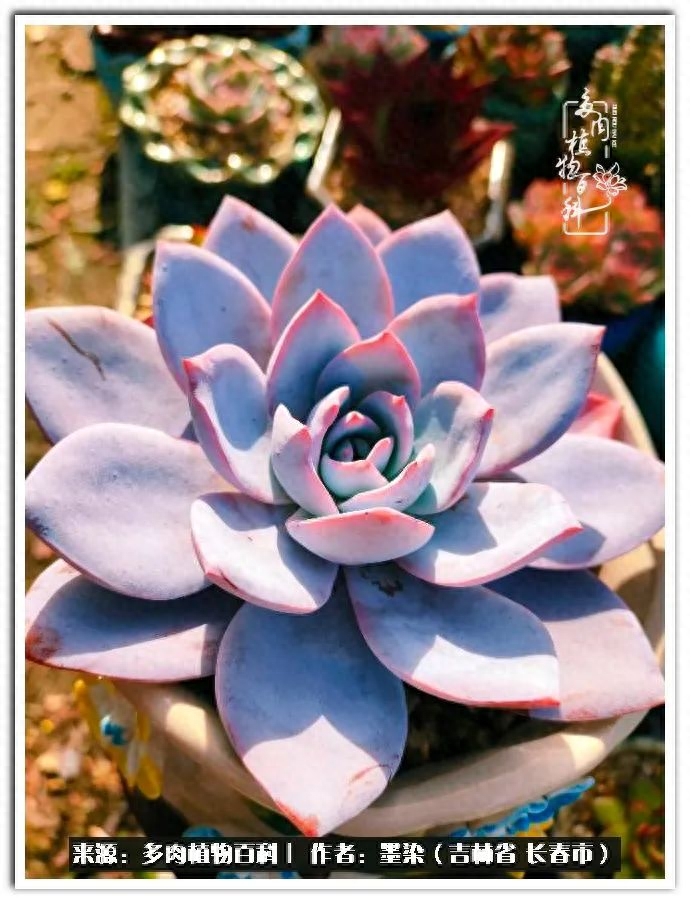 多肉植物淡雪好養嗎_淡雪多肉怎么養_多肉淡雪徒長怎么辦