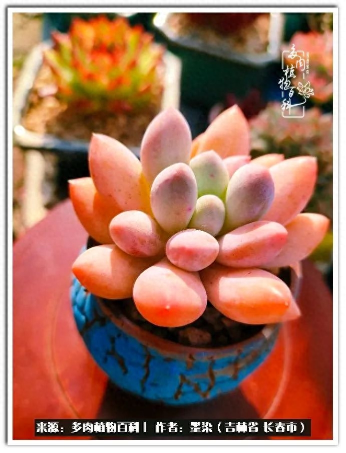 淡雪多肉怎么養_多肉植物淡雪好養嗎_多肉淡雪徒長怎么辦