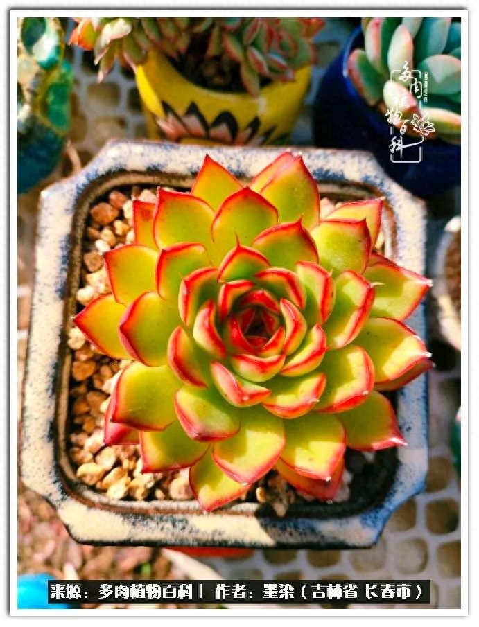 多肉植物淡雪好養嗎_多肉淡雪徒長怎么辦_淡雪多肉怎么養