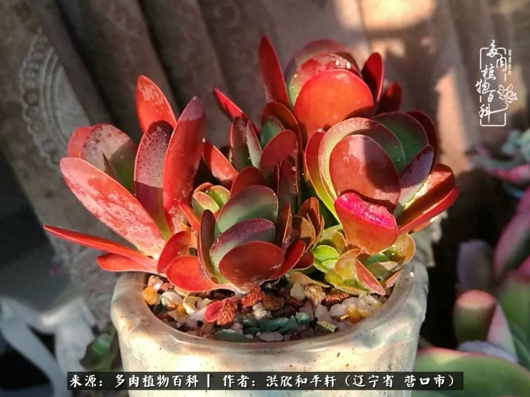 淡雪多肉怎么養(yǎng)_淡雪多肉怎么養(yǎng)_淡雪多肉怎么養(yǎng)