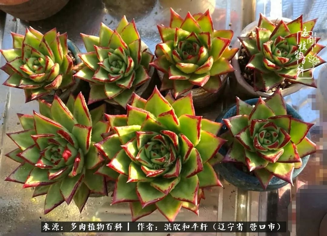 淡雪多肉怎么養(yǎng)_淡雪多肉怎么養(yǎng)_淡雪多肉怎么養(yǎng)