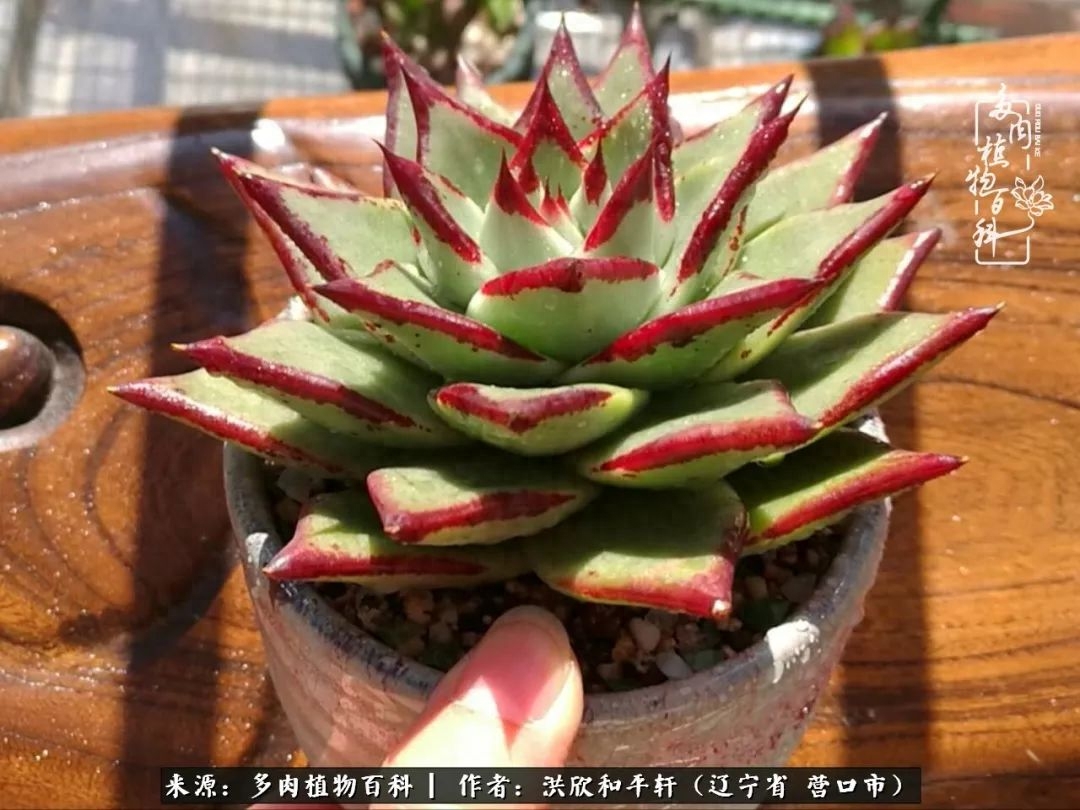 淡雪多肉怎么養(yǎng)_淡雪多肉怎么養(yǎng)_淡雪多肉怎么養(yǎng)