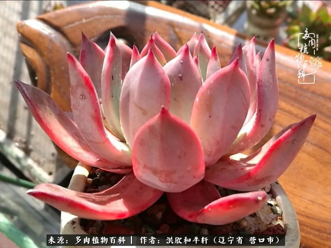 淡雪多肉怎么養(yǎng)_淡雪多肉怎么養(yǎng)_淡雪多肉怎么養(yǎng)