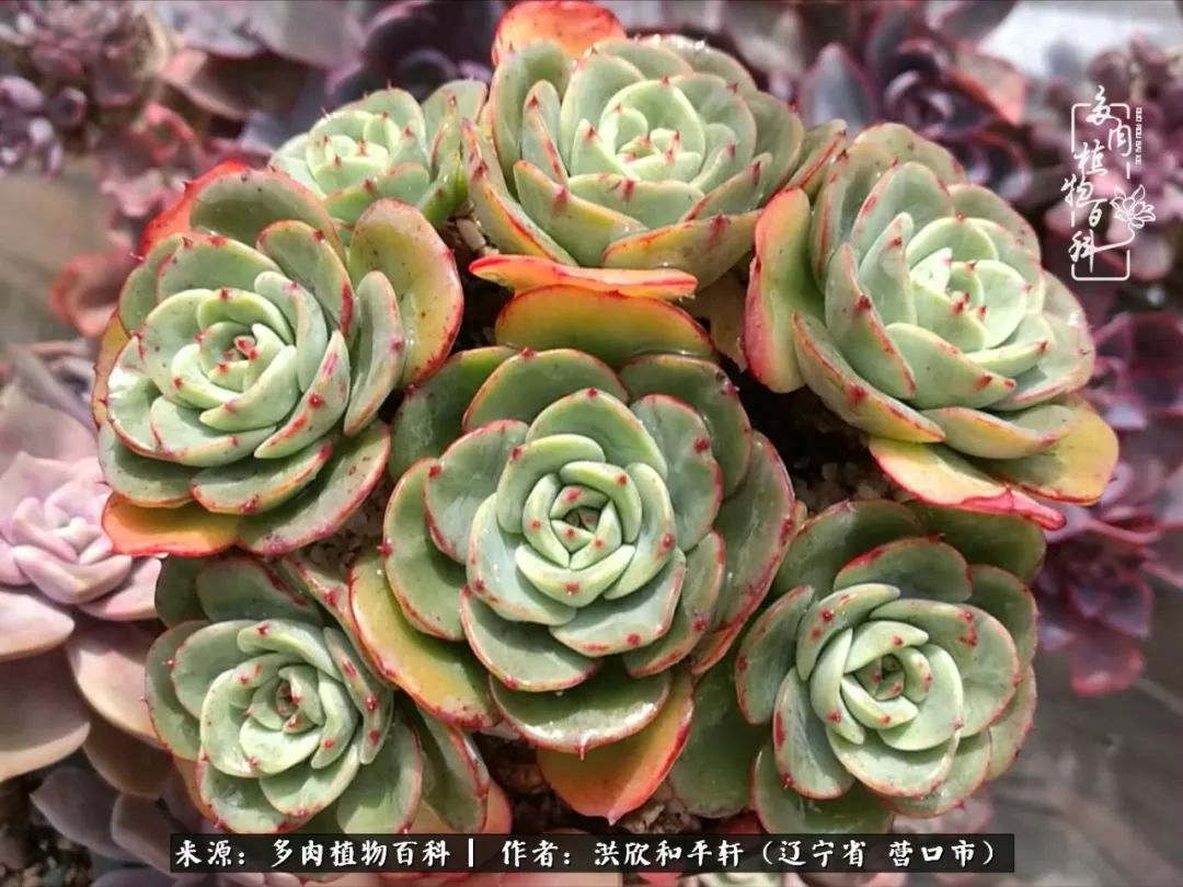 淡雪多肉怎么養(yǎng)_淡雪多肉怎么養(yǎng)_淡雪多肉怎么養(yǎng)