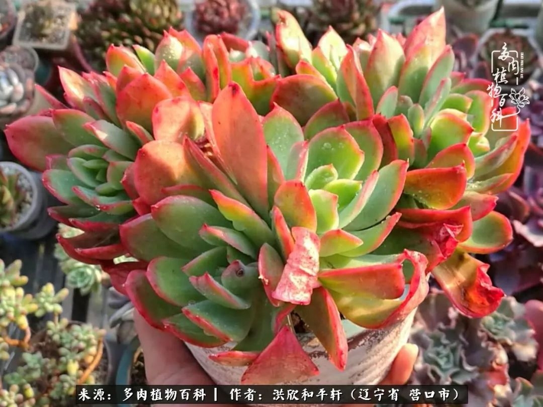 淡雪多肉怎么養(yǎng)_淡雪多肉怎么養(yǎng)_淡雪多肉怎么養(yǎng)