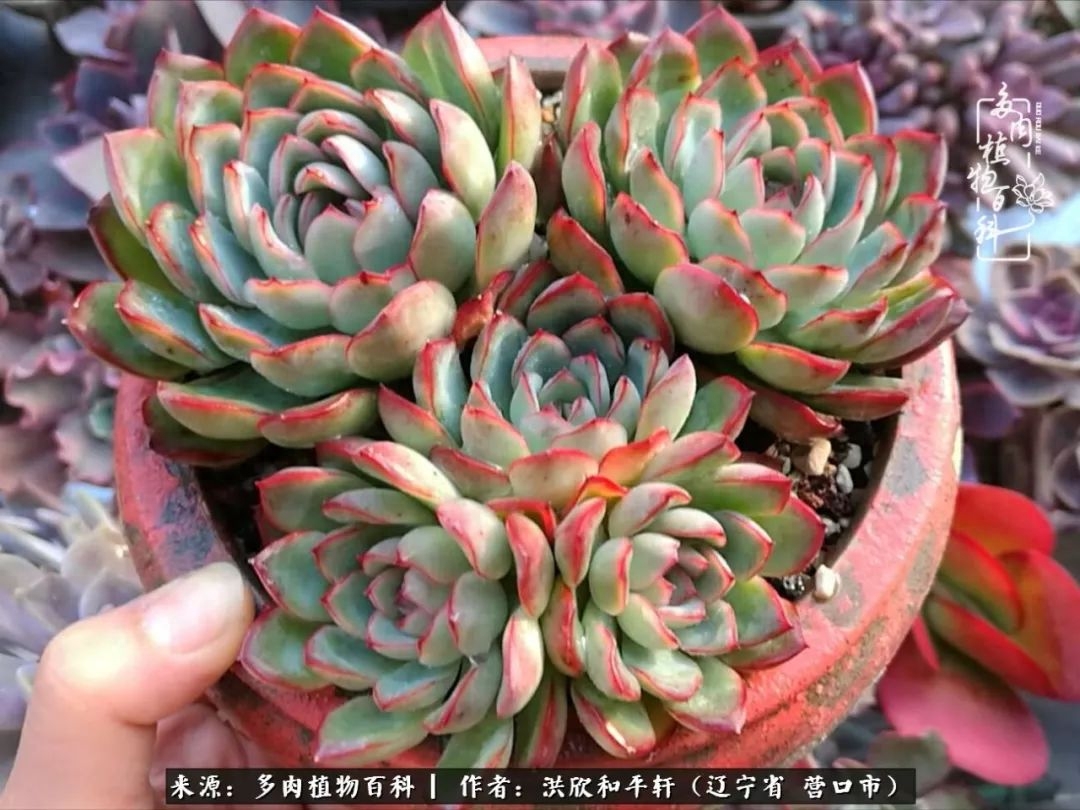 淡雪多肉怎么養(yǎng)_淡雪多肉怎么養(yǎng)_淡雪多肉怎么養(yǎng)