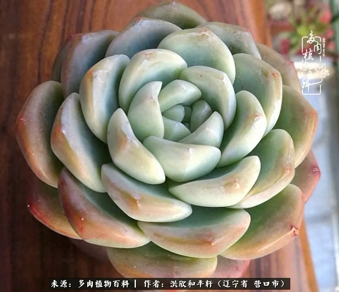 淡雪多肉怎么養(yǎng)_淡雪多肉怎么養(yǎng)_淡雪多肉怎么養(yǎng)