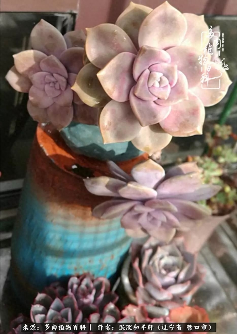 淡雪多肉怎么養(yǎng)_淡雪多肉怎么養(yǎng)_淡雪多肉怎么養(yǎng)