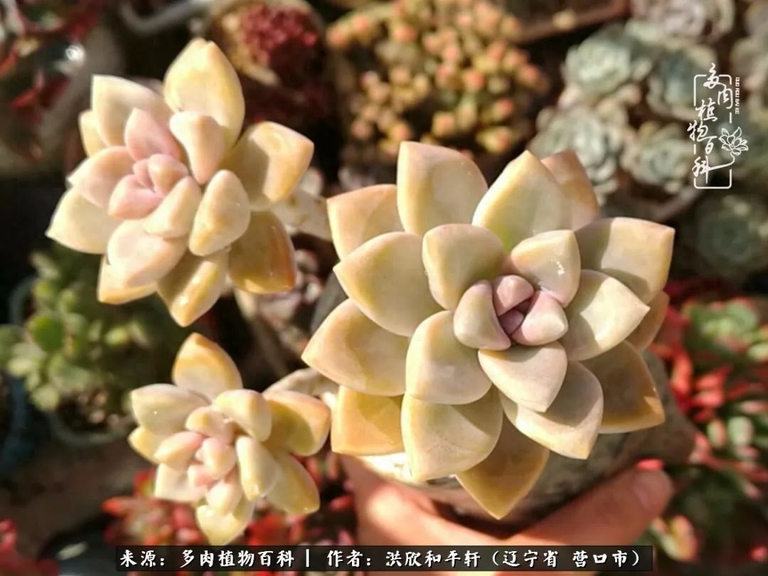 淡雪多肉怎么養(yǎng)_淡雪多肉怎么養(yǎng)_淡雪多肉怎么養(yǎng)