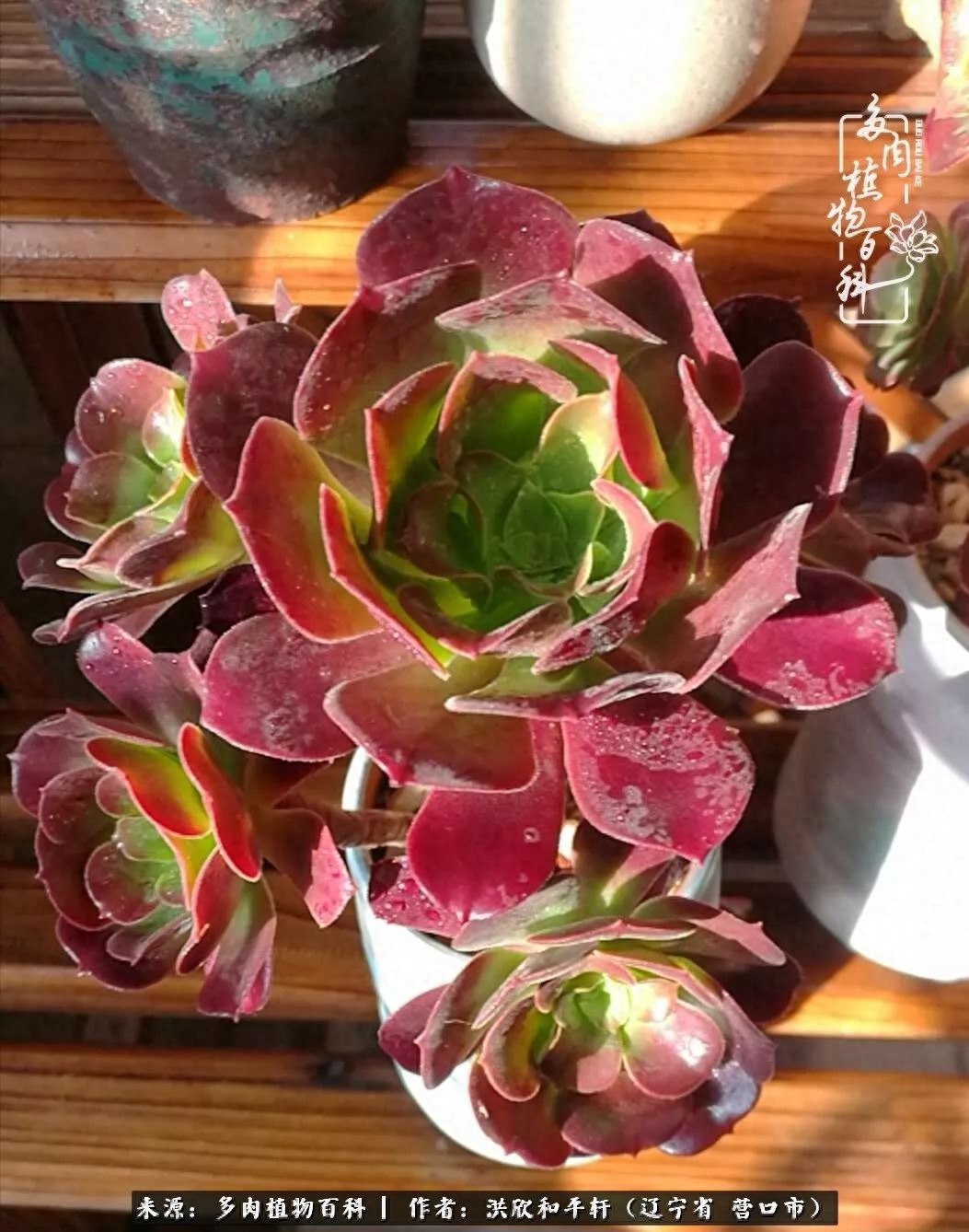 淡雪多肉怎么養(yǎng)_淡雪多肉怎么養(yǎng)_淡雪多肉怎么養(yǎng)