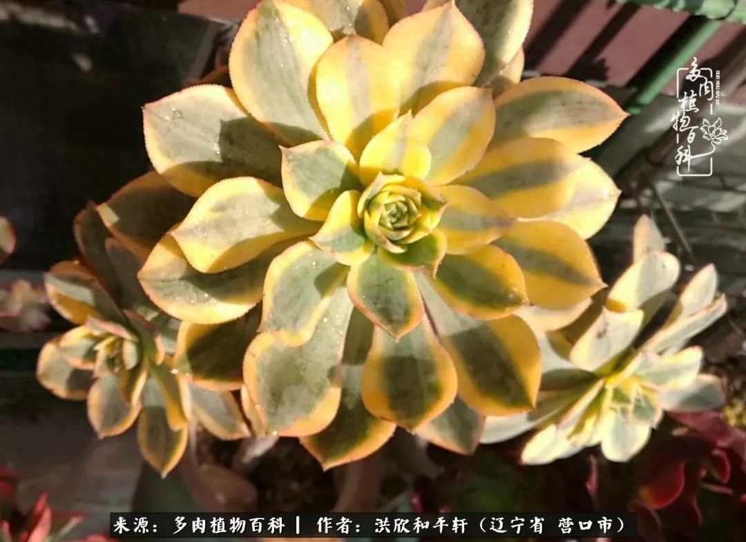 淡雪多肉怎么養(yǎng)_淡雪多肉怎么養(yǎng)_淡雪多肉怎么養(yǎng)