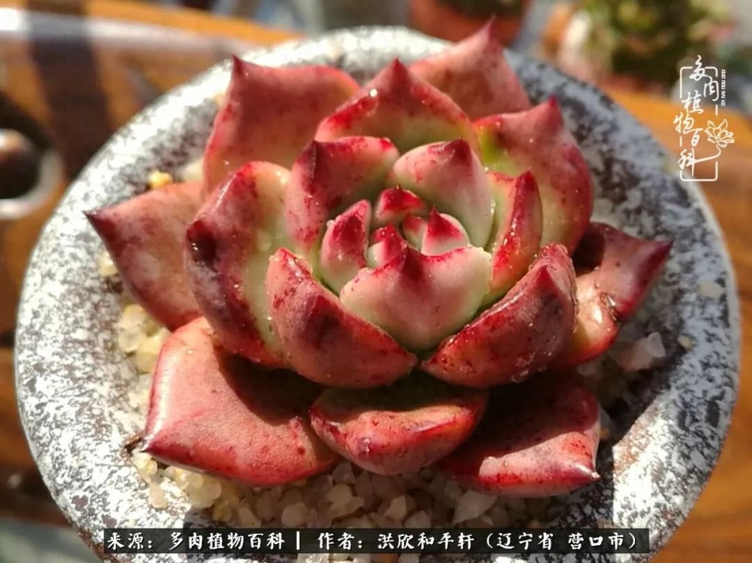 淡雪多肉怎么養(yǎng)_淡雪多肉怎么養(yǎng)_淡雪多肉怎么養(yǎng)